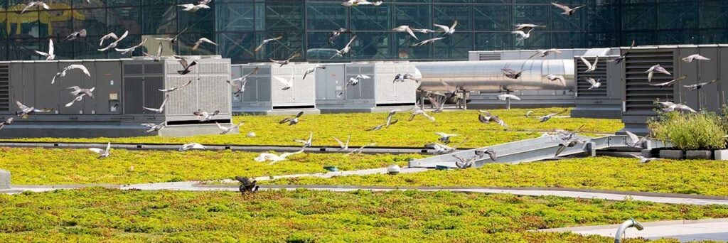 How an 8-acre Green Roof Atop the Javits Center is Boosting NYC’s Biodiversity