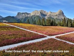 LiveRoof hotel green roof project, with view of mountains