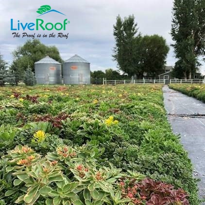 Why Do a Green Roof? Three Kings Water Treatment Plant - Project Feature