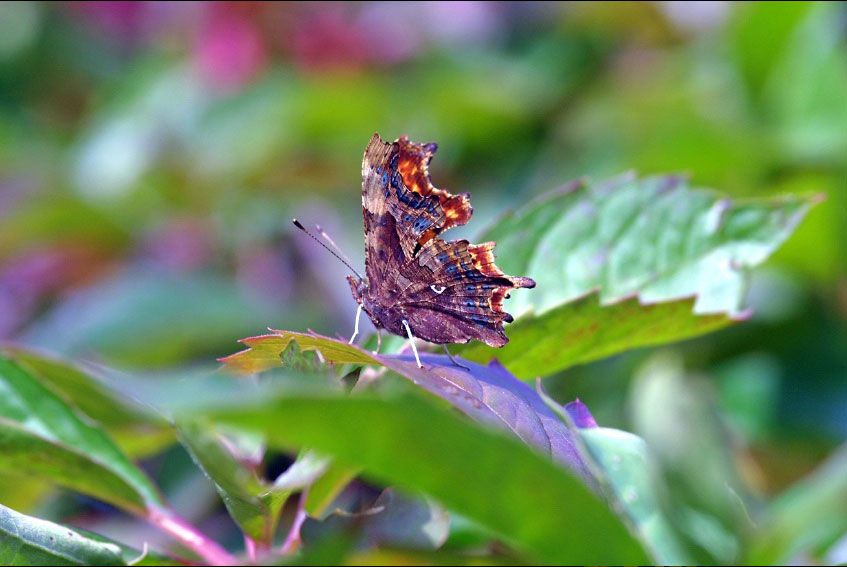 ct-butterfly.jpg (847×567) | Beautiful bugs, Beautiful butterflies ...