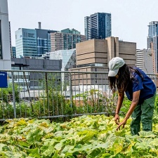 Green Roofs Reap Climate Benefits. How Do You Build One?