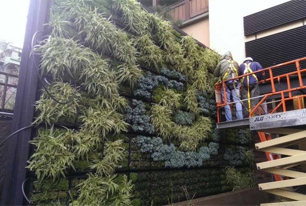 Project of the Week Starbucks Living Wall Downtown Disney Anaheim