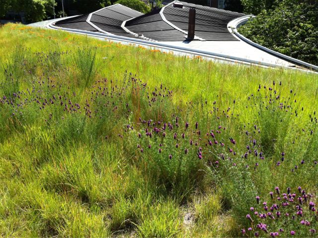 Project of the Week Brooklyn Botanic Garden Visitor Center