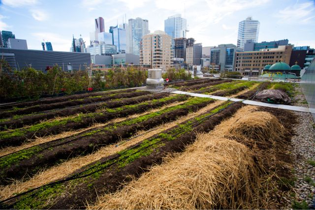 Project of the Week Ryerson Urban Farm formerly Rye's Homegrown