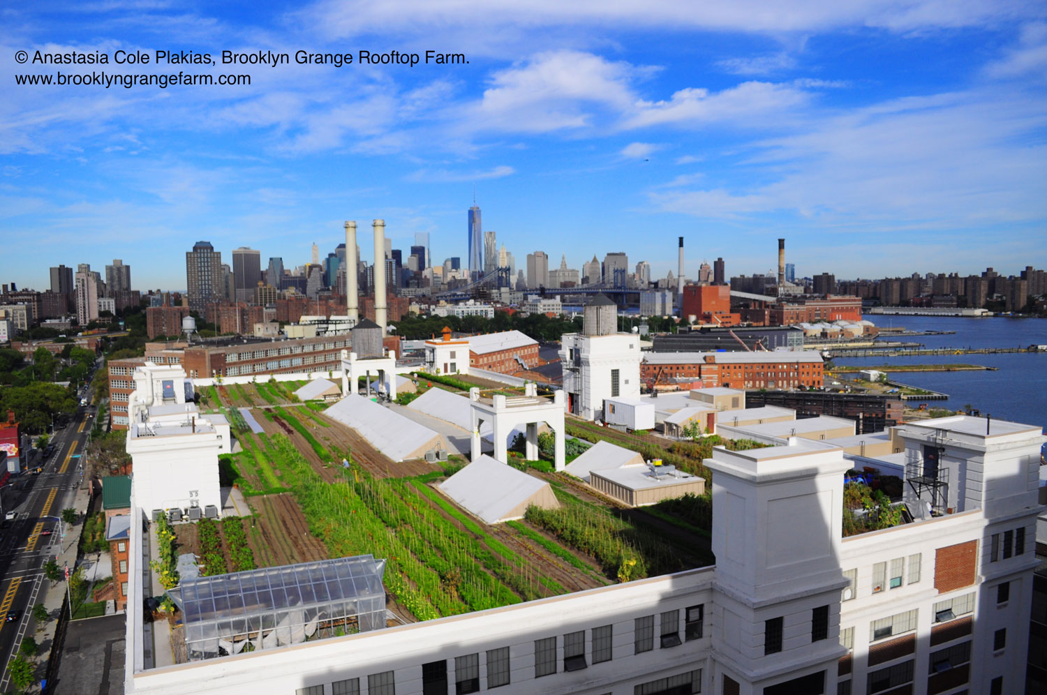 Brooklyn Grange Rooftop Farm #2 at Brooklyn Navy Yard