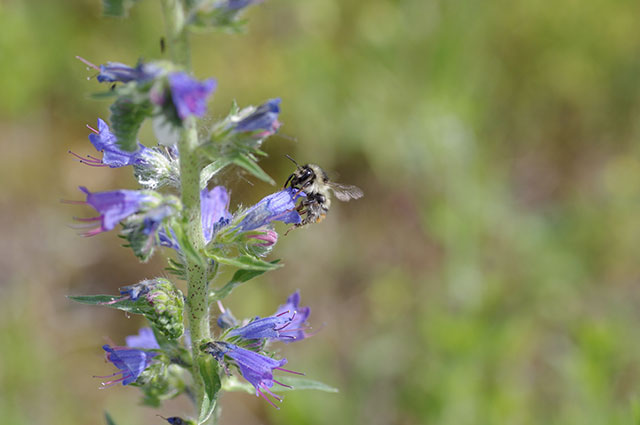 #TBT : Recherche apicole sur les toits verts en Asie, en Europe et en Amérique du Nord, lescouvreur.com