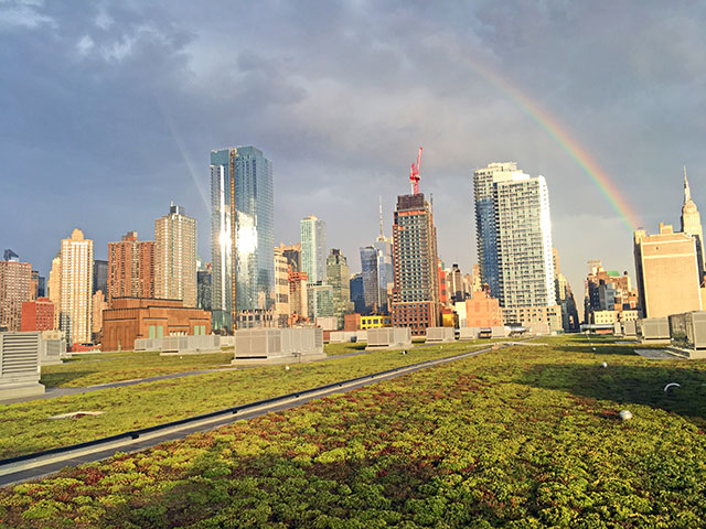 What Green Roofs Can Do for NYC's Environment and People