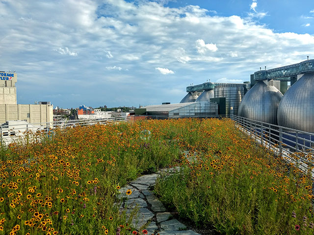 June 7: What Green Roofs Can Do for NYC's Environment and People