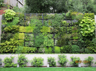 San Francisco Residential Living Wall Featured Image