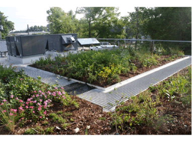 Breaking Ground Contracting Green Roof & Rooftop Garden Featured Image