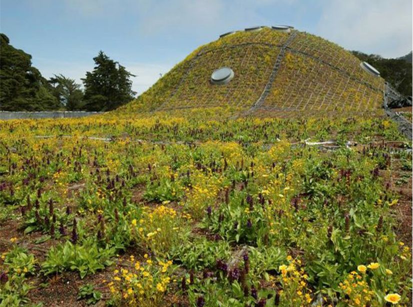 Image result for the top of san francisco academy of science building living garden