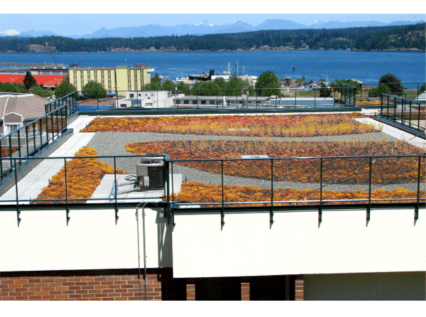 City of Campbell River City Hall Green Roof Featured Image