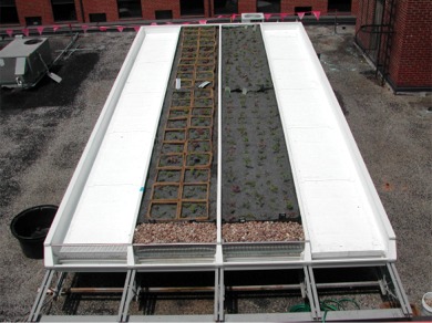 Emory University Demonstration Green Roof Featured Image