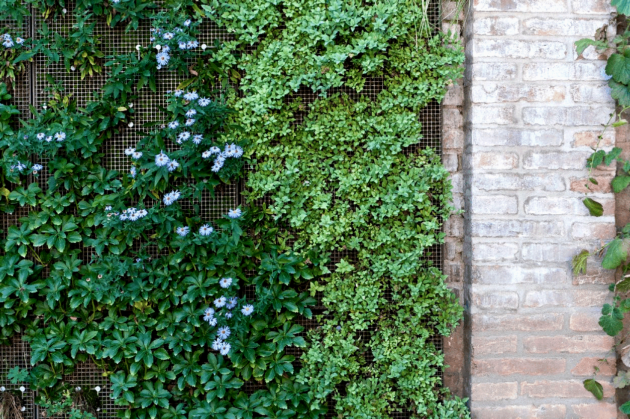 Green Wall Ferrara - Greenroofs.com