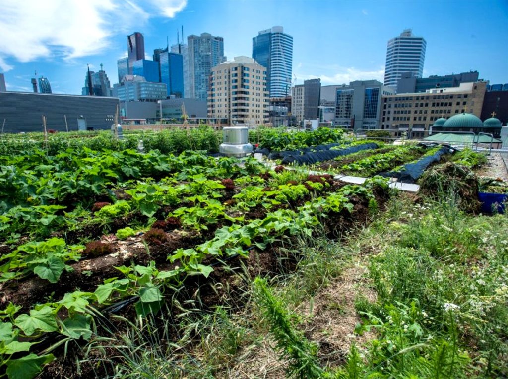 The Ryerson Urban Farm is a Unique Campus Green Space