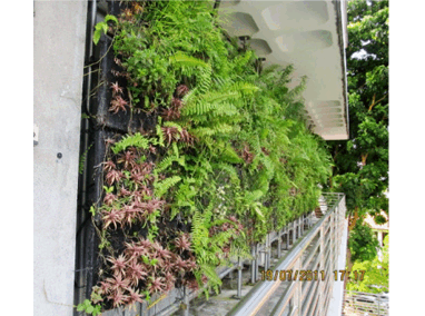 Ngee Ann Polytechnic’s Vertical Extensive Green Wall Testing Facility Featured Image