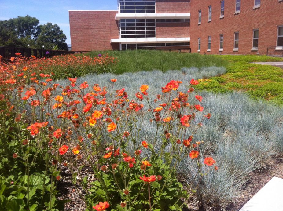 The Ohio State University (OSU) Green Roof at Howlett Hall Featured Image