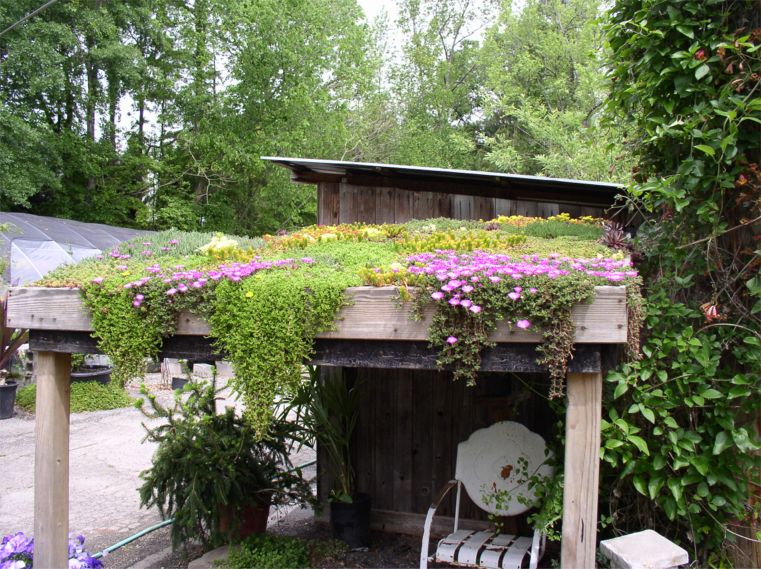 Saul Nursery The Swamp Greenroof | Roof Garden Transformation Ideas 