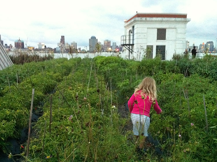 Brooklyn Grange Rooftop Farm #2 at Brooklyn Navy Yard