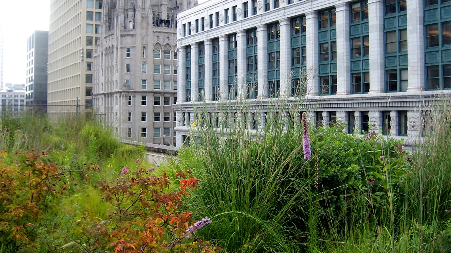 Why Don't More Cities Require Green Roofs?