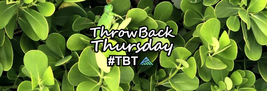 New Feature: Throwback Thursday Starts Tomorrow