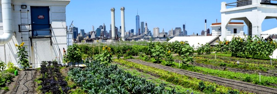 Brooklyn Grange Is Bringing A Brand New Rooftop Farm To Sunset