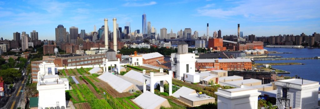 New York's rooftop farms provide fresh local produce - and help stop a sewage problem