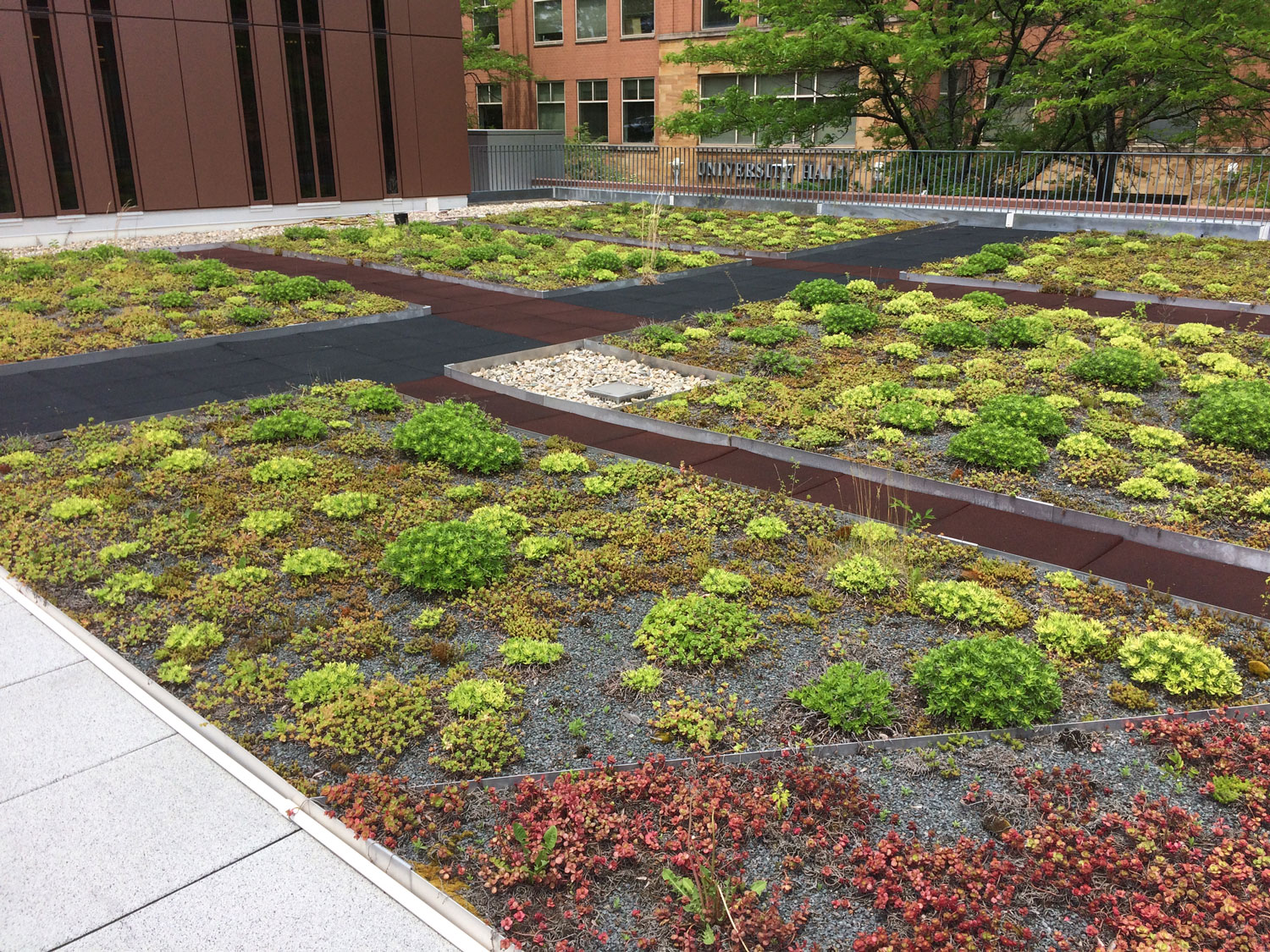 University of Cincinnati Procter Hall Green Roof Featured Image