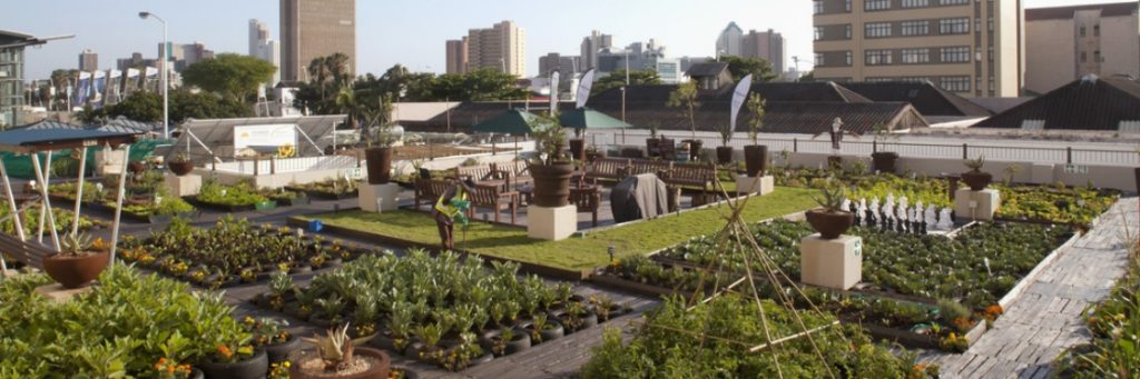 Urban Gardening: The Rooftop Gardens of Cairo