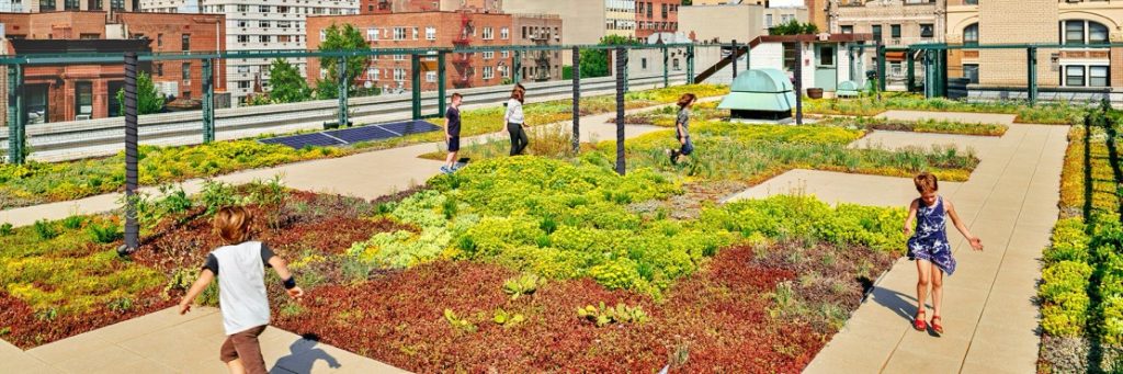 Congresswoman Proposes Bill Supporting Green Rooftops At Schools