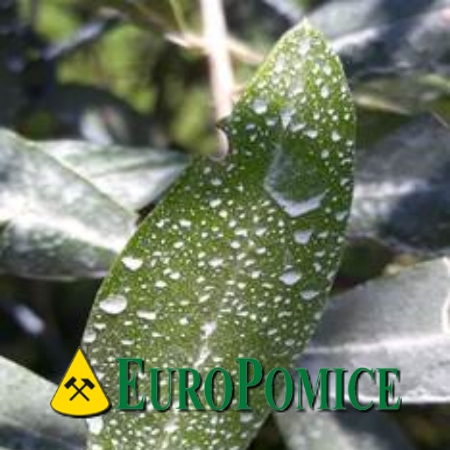 Zeolite: Organic Protection for Plants by EUROPOMICE