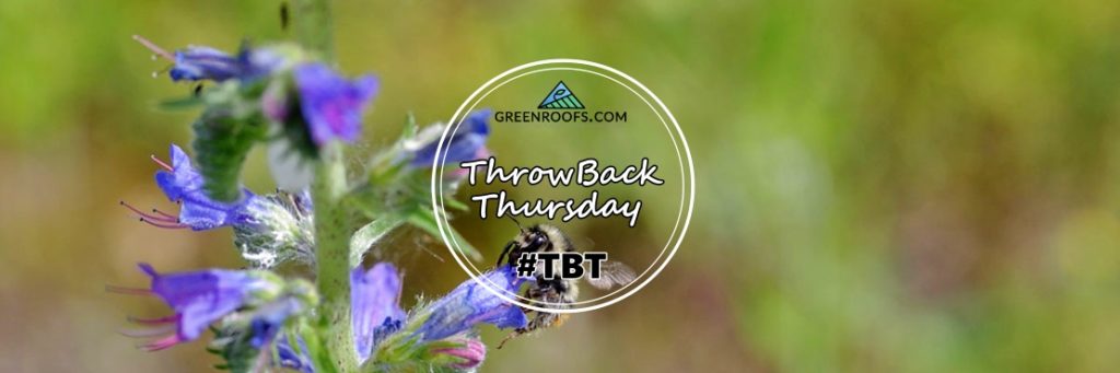 #TBT: Bee Research on Green Roofs in Asia, Europe, and North America