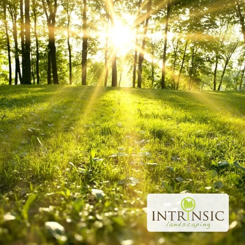 Intrinsic Landscaping Wins Environmental Sustainability Award