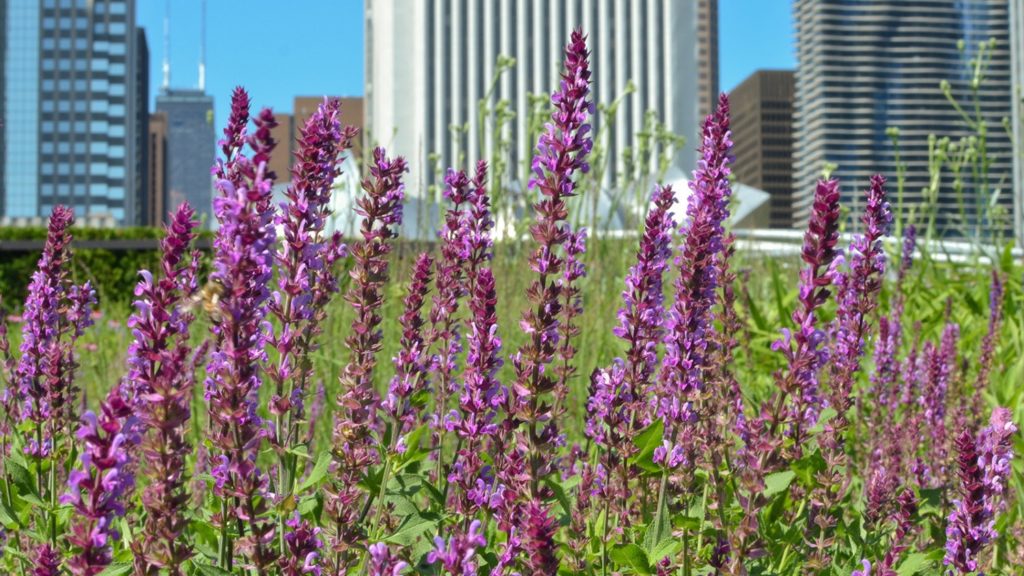 Green Infrastructure Can Provide Habitat for Pollinators in Our Cities