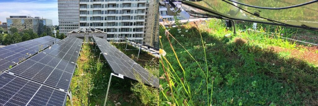 Well-irrigated Green Roofs Have Cooling Effect on PV systems