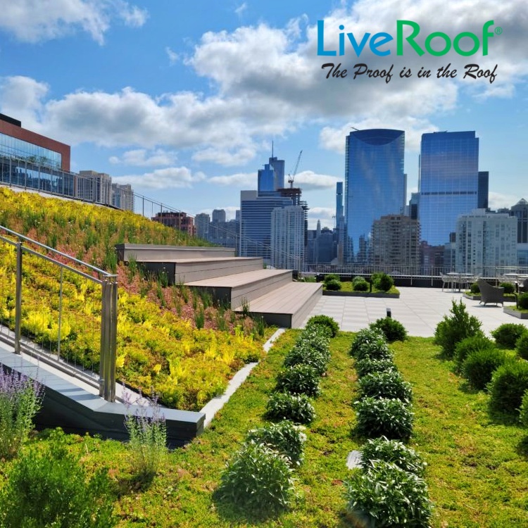 Why Do a Green Roof? The Surprising Benefits of Green Roofs